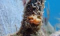 A small, light-orange coral grwons on an algae-covered column ,