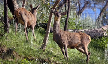 Feral deer in Grampians national park, Victoria, Australia