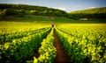 A vineyard in Burgundy, France.