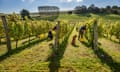 English sparkling wine’s a speciality at Breaky Bottom vineyard near Lewes in East Sussex.