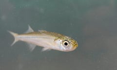 Adult sand smelt (Atherina presbyter), Dorset.