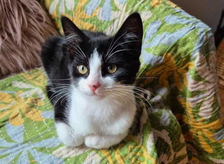 A cute black and white cat sitting on a sofa covered in a blue and green throw, one of Forgotten Felines’ cats.