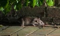 Brown Rat (Rattus norvegicus) in garden patio at night, Sussex, England<br>H7YGG3 Brown Rat (Rattus norvegicus) in garden patio at night, Sussex, England