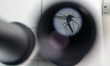 A tiger mosquito (Aedes albopictus) photographed through a 20x optical microscope