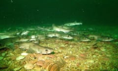 Small-spotted cat sharks off the coast of the Isle of Man.