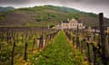 Vines at Kellerschlossel in Durnstein, Wachau, Lower Austria.