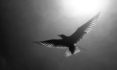 Silhouette of arctic tern.