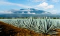 A field of Blue Agave in Jalisco, Mexico. A field of Agave tequilana, commonly called blue agave (agave azul) or tequila agave, is an agave plant that is an important economic product of Jalisco, Mexico. In the background is the famous Tequila Volcano or Volcán de Tequila