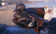 Common Scoter covered in light crude oil.