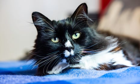 Marley, a black and white cat, lying on a blue cloth