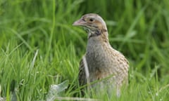 A corncrake in Argyll, Scotland.