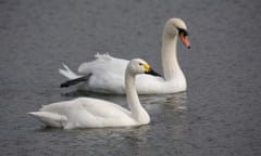 Bewick (Cygnus columbarius) and mute (Cygnus olor) swans, Wildfowl and Wetland centre, Welney, East Anglia.