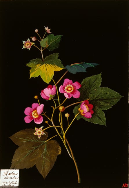 Mary Delany’s Rubus Odoratus.