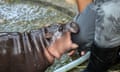 A two-month-old female pygmy hippo named Moo Deng bites her keeper Atthapon Nundee at Khao Kheow Open Zoo in Thailand