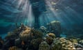 Underwater view of reef