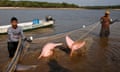 Two men capture a pink dolphin in a net