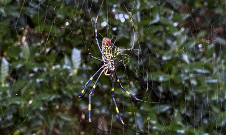 A huge spider with yellow stripes hangs out on a web