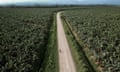 Aerial shot of a cyclist on an empty road running through a plantation of banana trees stretching to the horizon