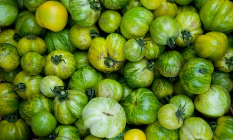 green zebra organic tomatoes