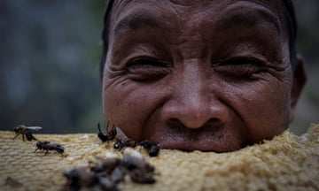 Tek Prasad Gurung, 64, takes a bite from freshly-harvested honeycomb during honey hunting