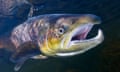 A salmon with yellow and orange markings swims towards the camera with its mouth open.