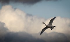 A Bewick's swan flies into the Wildfowl and Wetlands Trust, Slimbridge, England.