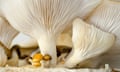 oyster mushrooms growing from home mushroom kit and ready to harvest.