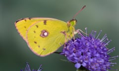 Clouded yellow (Colias croceus) on Scabias flower, Potton, Bedfordshire.