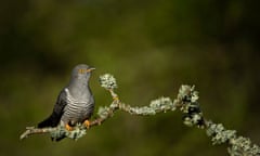 Common cuckoo (Cuculus canorus) adult male perched on lichen covered branch, Thursley National Nature Reserve, Surrey.