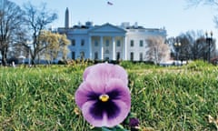 Fertile ground … the Pansy Project, which plants pansies at sites of homophobic or transphobic attacks, reaches Donald Trump’s White House in 2018.