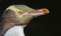 A yellow-eyed penguin.