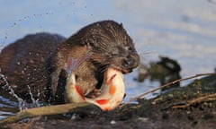 Common Otter (Lutra lutra) feeding on fish, Thetford, Norfolk, UK.