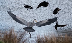 Grey heron in flight attacking a small group of crows.