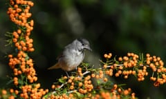 Eurasian blackcap perched on a firethorn eating berries.