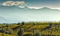 Vineyards in Mendoza, Argentina.