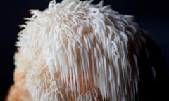 A closeup image of a white lion's mane fungus.