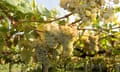 Vineyard with ripe Albariño grapes in countryside at sunset