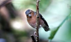 A male chaffinch at the Spinneys reserve, Bangor, north Wales.