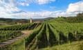 Vineyards in southern Brazil.