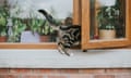 A tabby cat entering a home through an ajar window