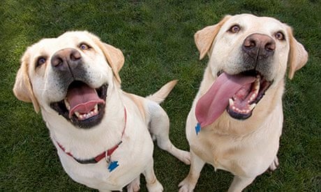 Two labradors