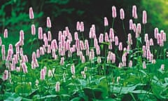 Persicaria bistorta 'Superba'