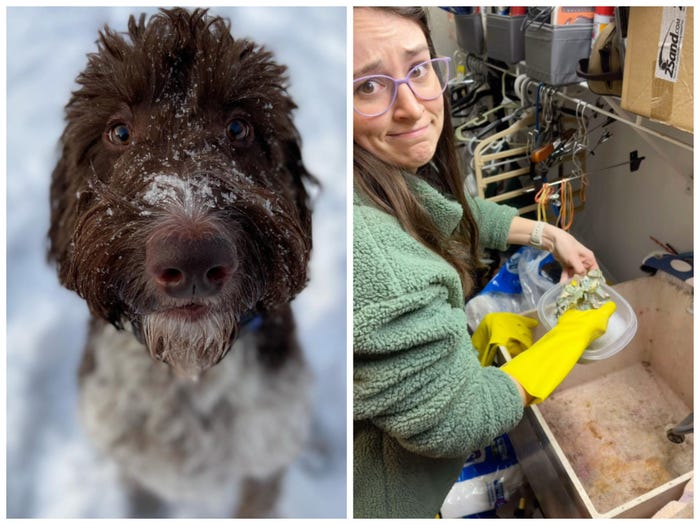 Cecil the Goldendoodle, left, and owner Carrie Law, right, trying to salvage the cash.