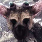 Trico