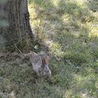 Busy Bunnies Daycare