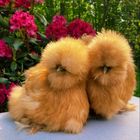 Jersey Silkies