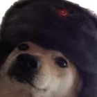 dog russian