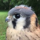 Raptor Hill Falconry 