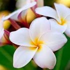 Plumeria Ilikea