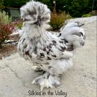 Silkies In The Valley